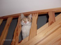 /album/fotogalerie/lola-h-jpg/